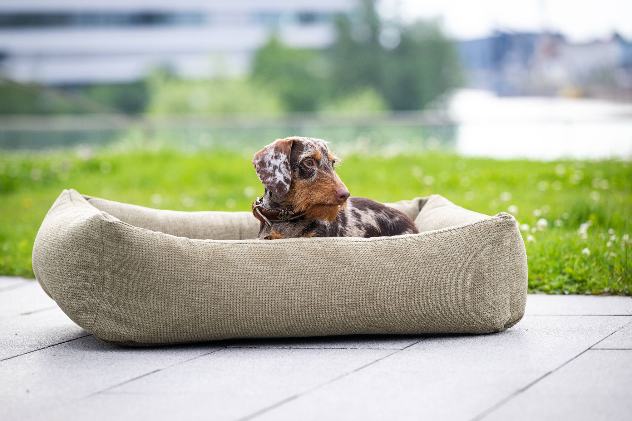 Dackel in grünem Hundebett im Freien, gemütlich, hochwertig, ideal für kleine Hunde.