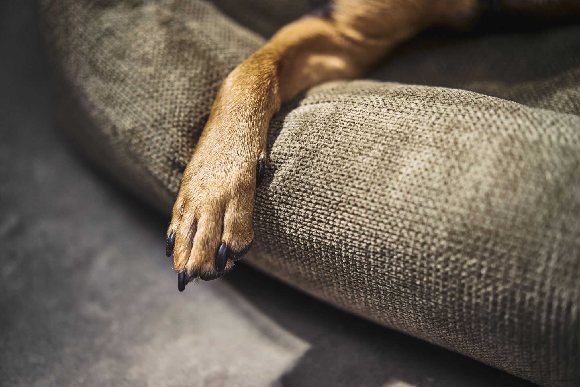 Hundepfote auf grauem Hundebett, Nahaufnahme, Textilstruktur, gemütlich, Haustierkomfort.