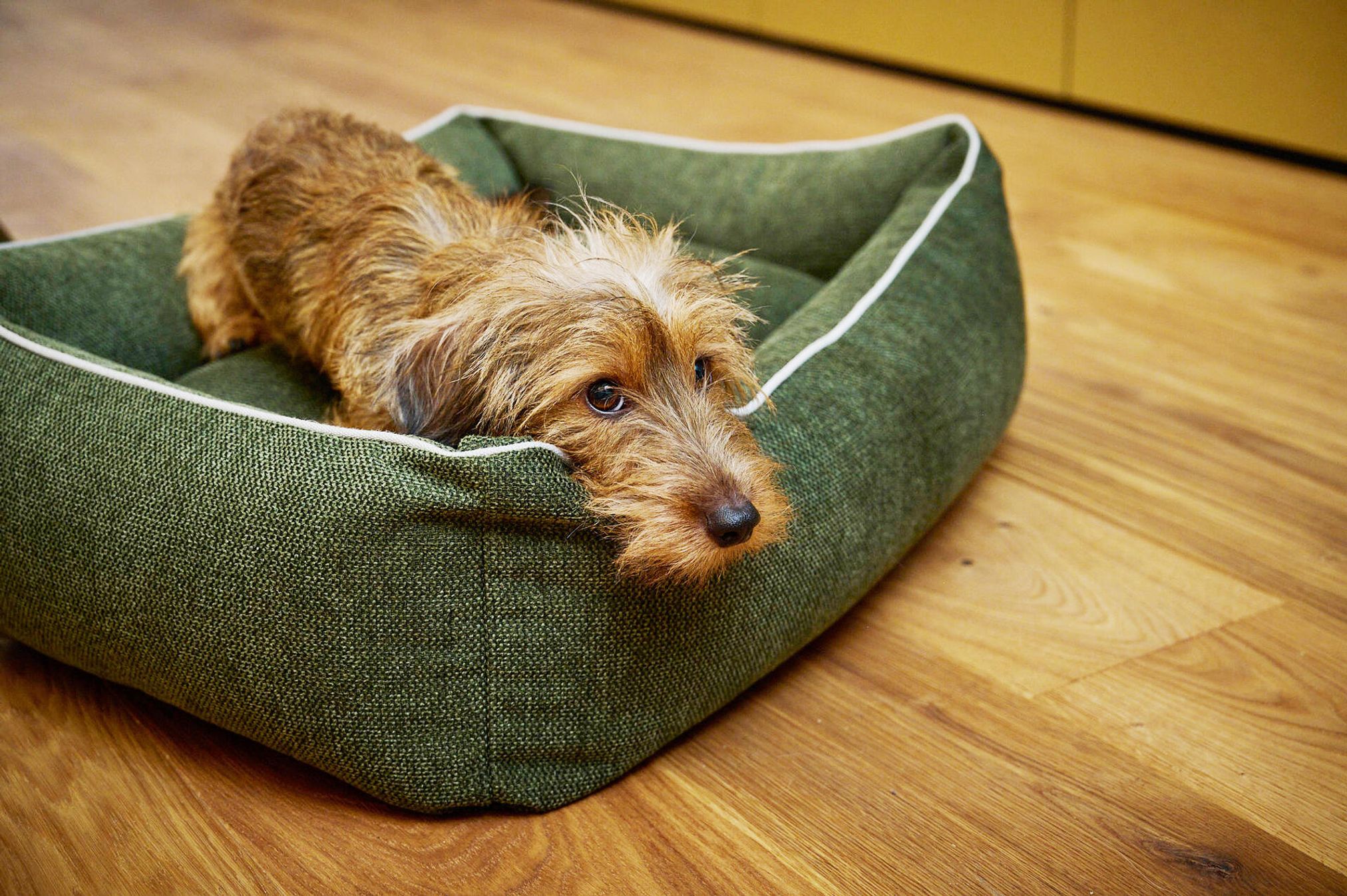Dackel auf grünem Hundebett aus Stoff auf Holzboden, gemütlich, Haustierbedarf.