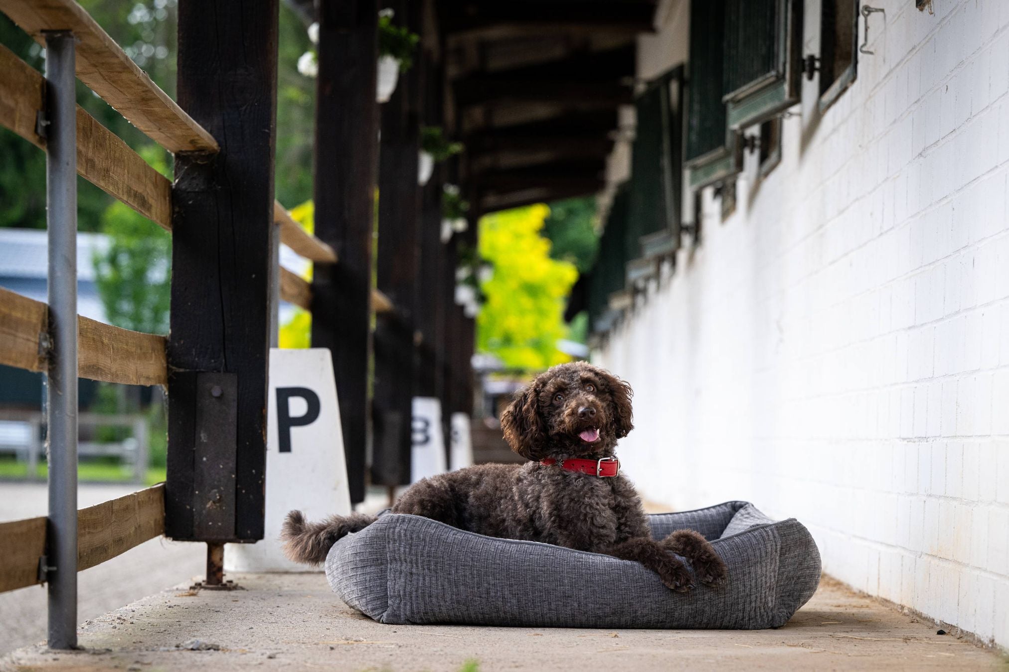 Brauner Hund auf grauem Hundebett im Freien, entspannend, neben weißer Wand und Holzzaun.