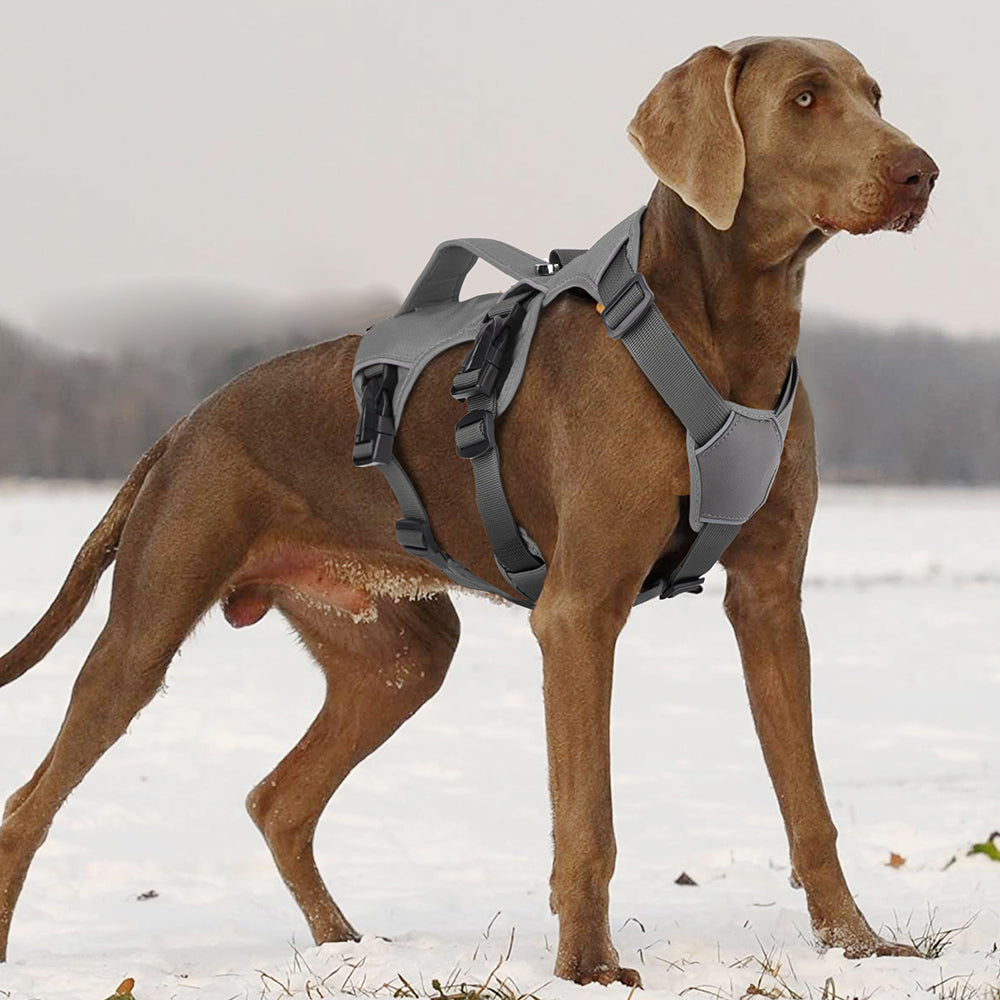 Hund mit grauem Geschirr im Schnee, Weimaraner, Outdoor, Haustierbedarf, robustes Hundegeschirr, winterfest, komfortabel, sicher.