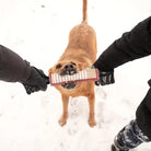 Hund spielt im Schnee mit zwei Menschen, die an einem Spielzeug ziehen. Winterspaß, Hundespielzeug, Outdoor-Aktivität, Haustierfreude.
