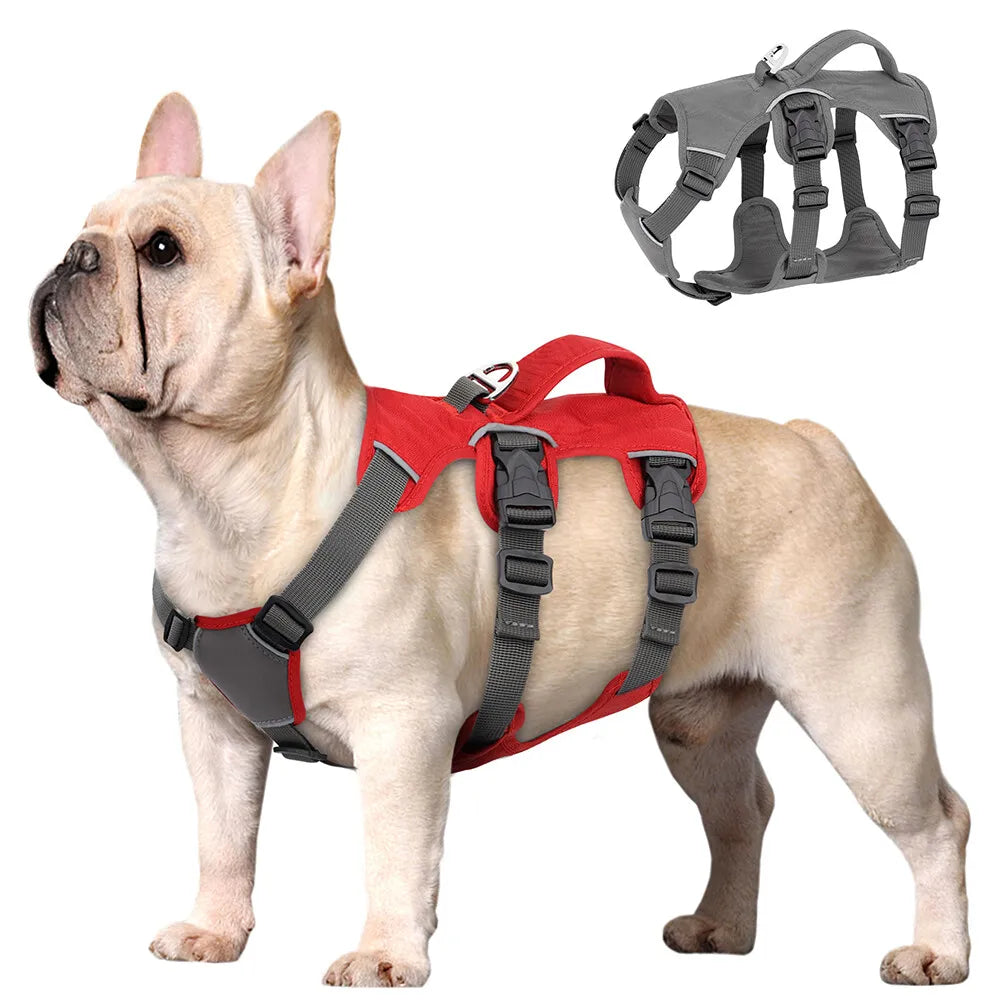 Französische Bulldogge mit rotem Hundegeschirr, verstellbar und robust. Perfekt für Spaziergänge und Training. Hundezubehör, Haustierbedarf.