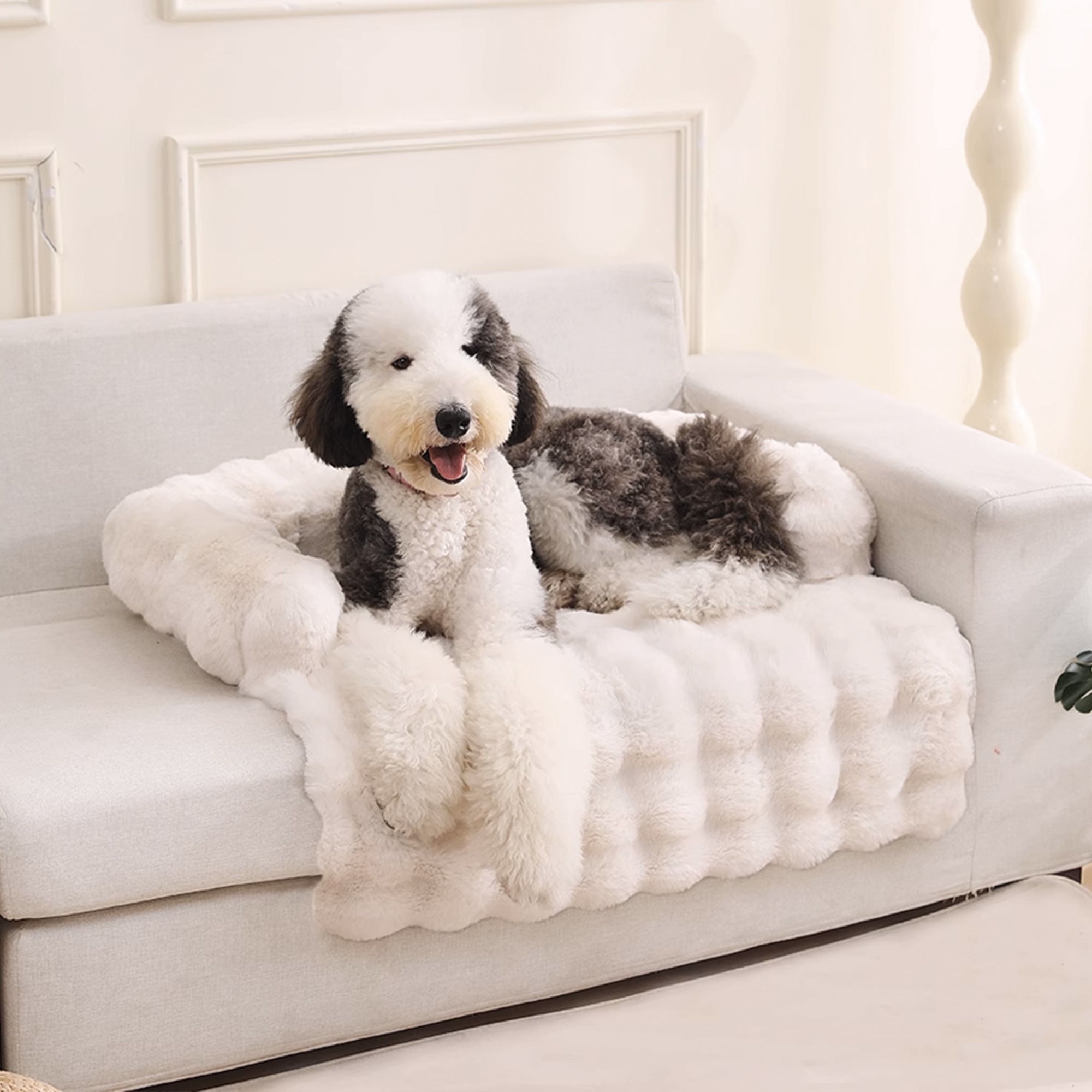 Hund auf weißem, flauschigem Haustierbett auf Sofa, gemütlich, luxuriös, Heimdekoration.