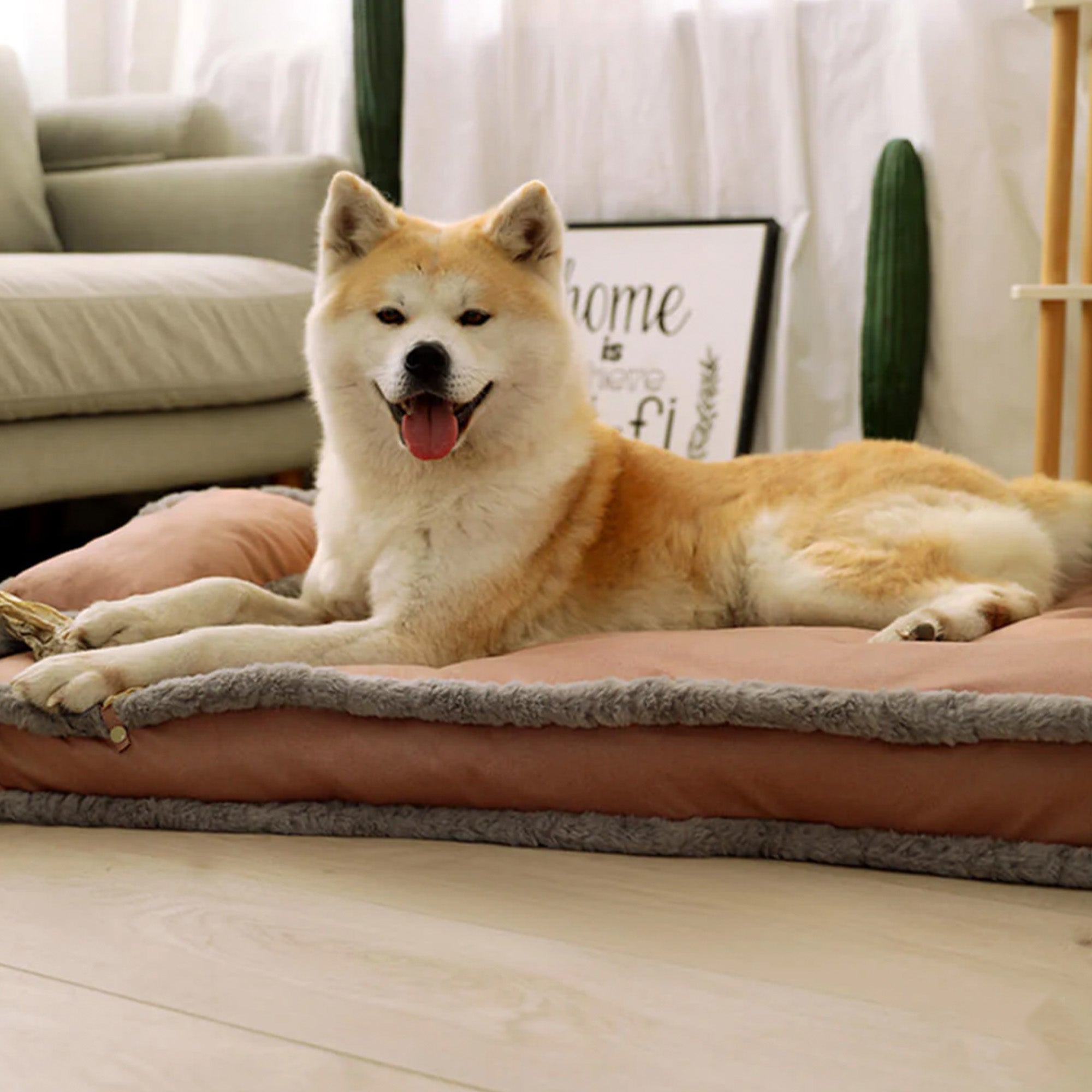Akita-Hund auf luxuriösem, retro Kunstleder-Hundebett mit Kissen, beige, im Wohnzimmer.