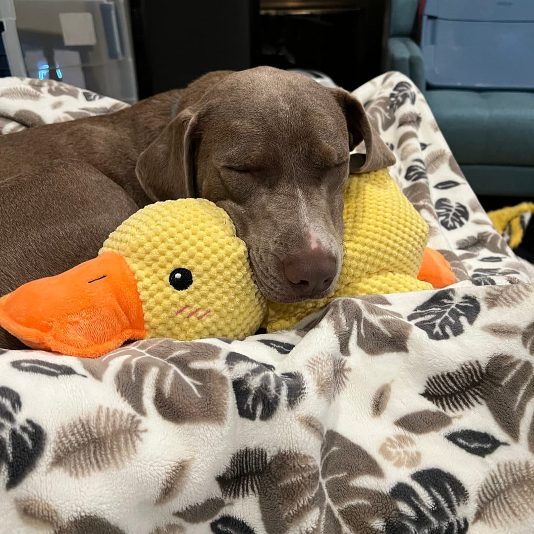 Hund schläft mit gelbem Plüsch-Entenkissen auf gemusterter Decke, gemütlich, süß, Haustier.