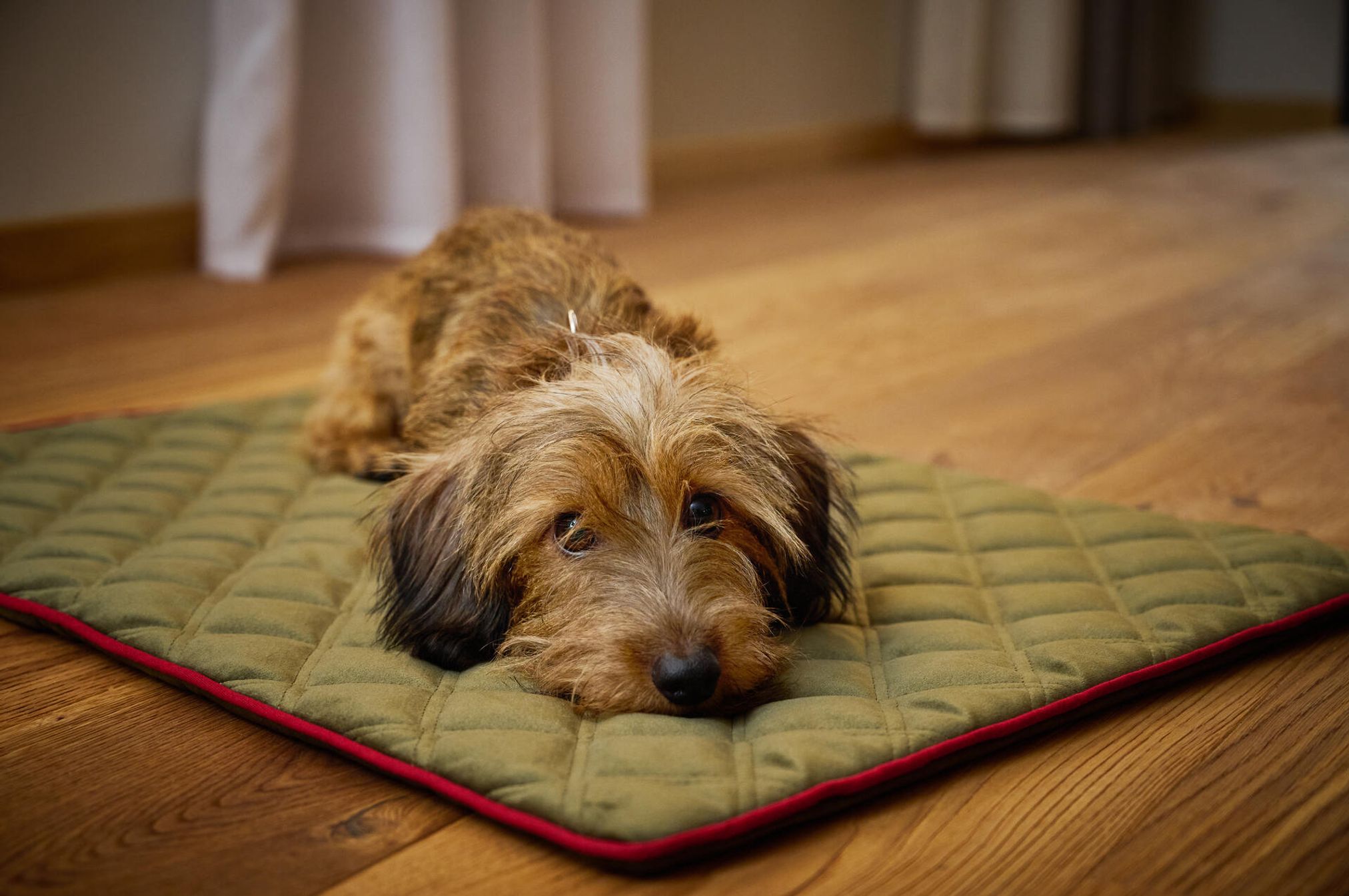 Dackel auf grünem Hundekissen, Holzboden, gemütlich, Haustierbett, Innenraum, Entspannung.