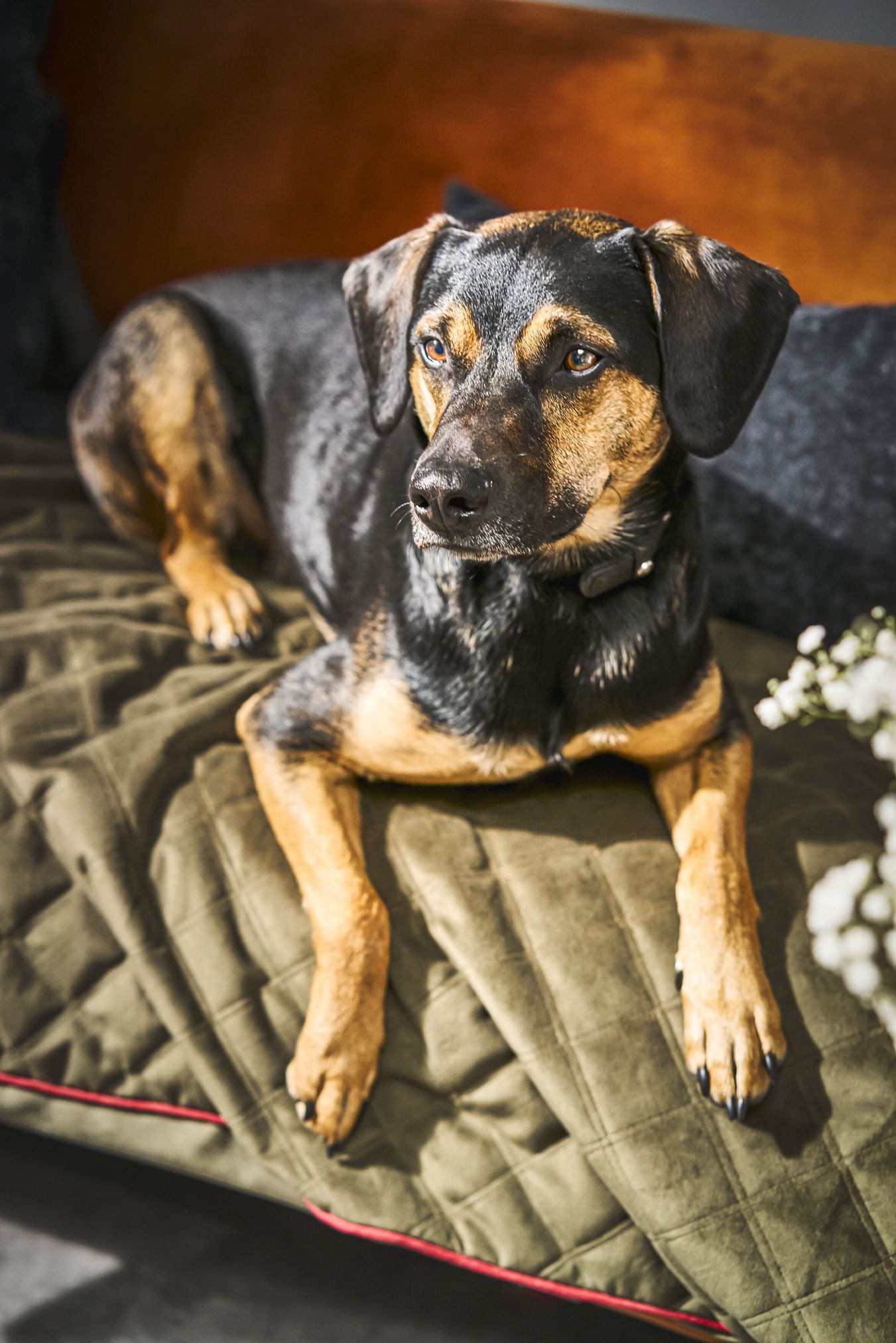 Schwarzer und brauner Hund auf olivgrüner Steppdecke, entspannt liegend, Haustierfotografie.