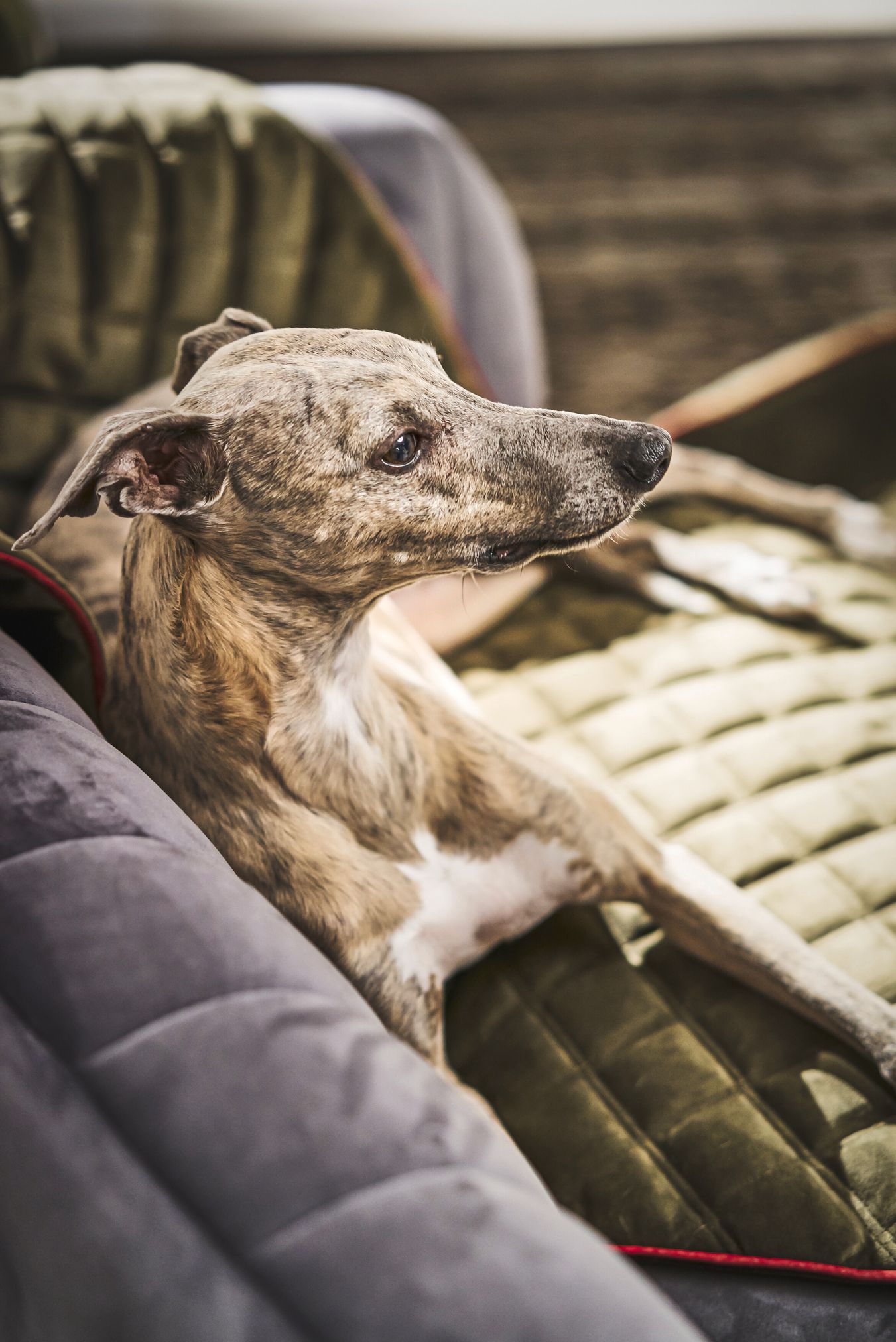 Italienisches Windspiel auf grünem Hundebett, gemütlich, Haustier, Sofa, Innenraum.