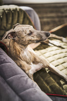 Italienisches Windspiel auf grünem Hundebett, gemütlich, Haustier, Sofa, Innenraum.