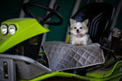 Kleiner Hund auf grauem Kissen in grünem Rasenmäher, Chihuahua, Haustier, Fahrzeug, Garten.