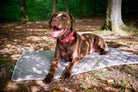Brauner Labrador mit rotem Halsband liegt auf grauer Decke im Wald.