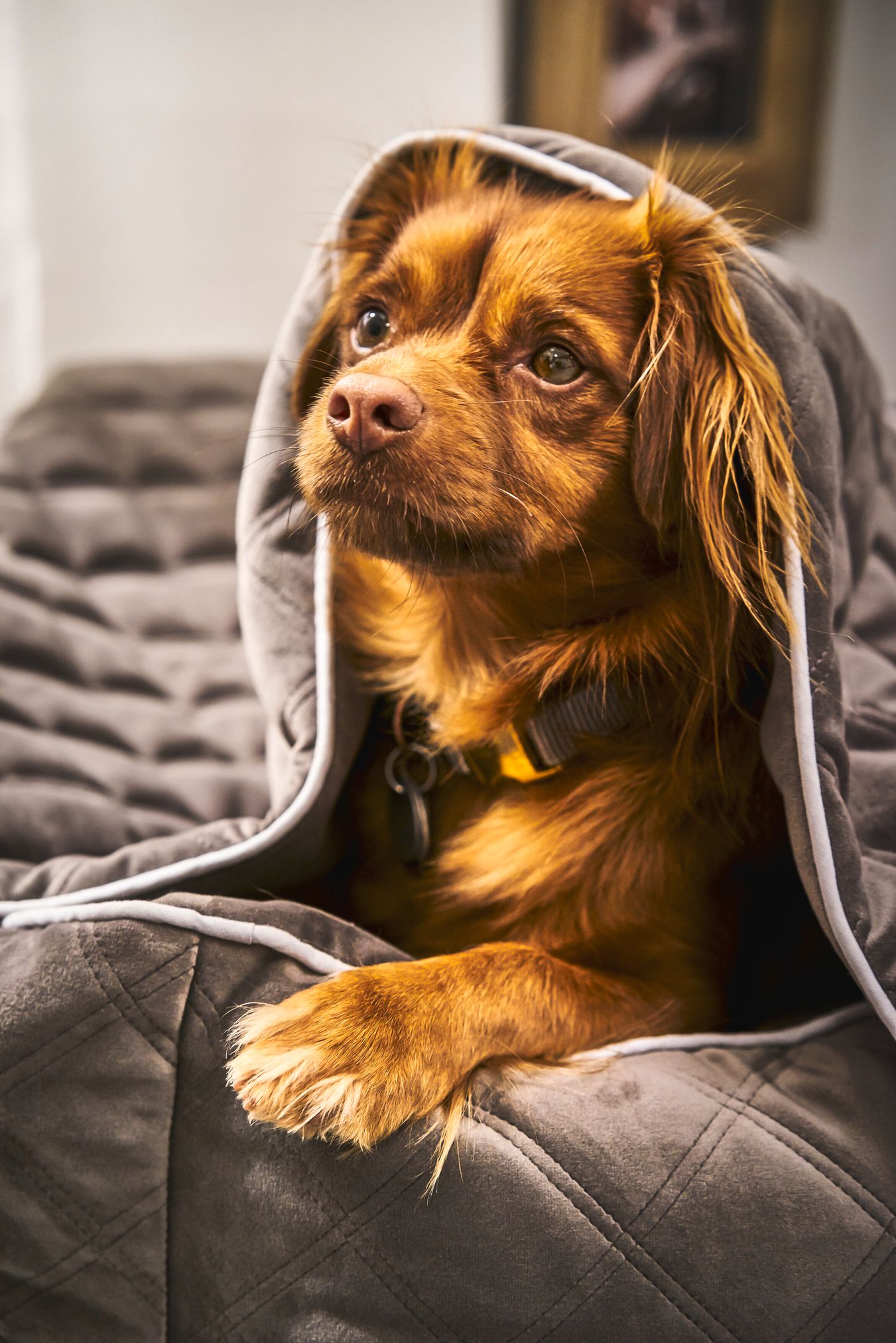 Brauner Hund unter grauer Decke auf Sofa, gemütlich, Haustier, Innenraum, Heimdekoration.