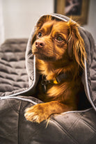 Brauner Hund unter grauer Decke auf Sofa, gemütlich, Haustier, Innenraum, Heimdekoration.