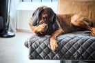Brauner Hund auf grauem, gestepptem Sofaüberwurf, entspannt in modernem Wohnzimmer.