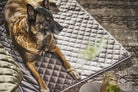 Belgischer Schäferhund auf gestepptem Hundebett, braun, gemütlich, Haustierbedarf, Innenraum.