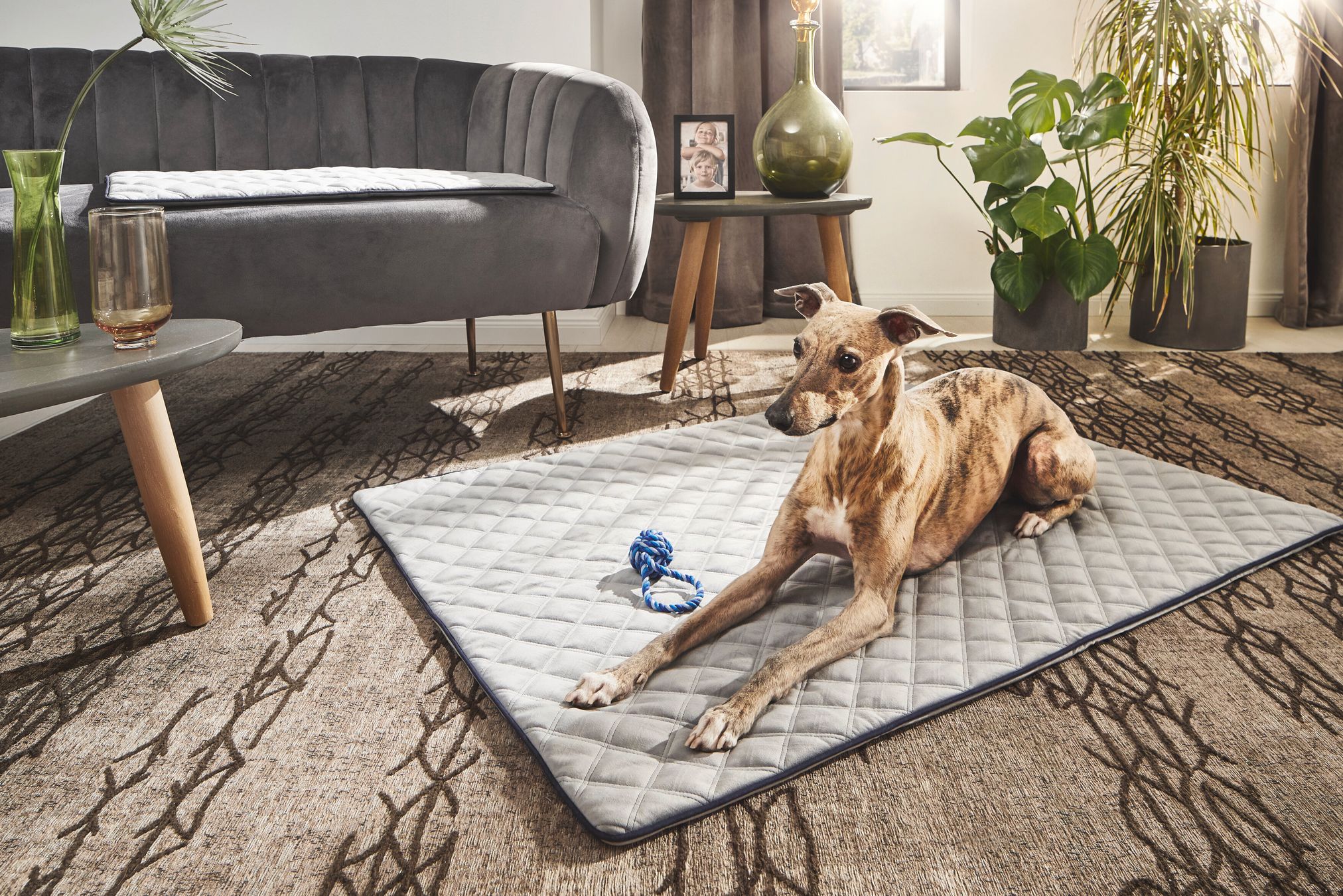 Hund auf grauer, gesteppter Hundematte im Wohnzimmer, modernes Sofa, Pflanzen im Hintergrund.