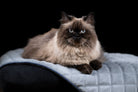 Himalaya-Katze mit langem Fell auf blauem Kissen, schwarze Hintergrund, Haustierfotografie.