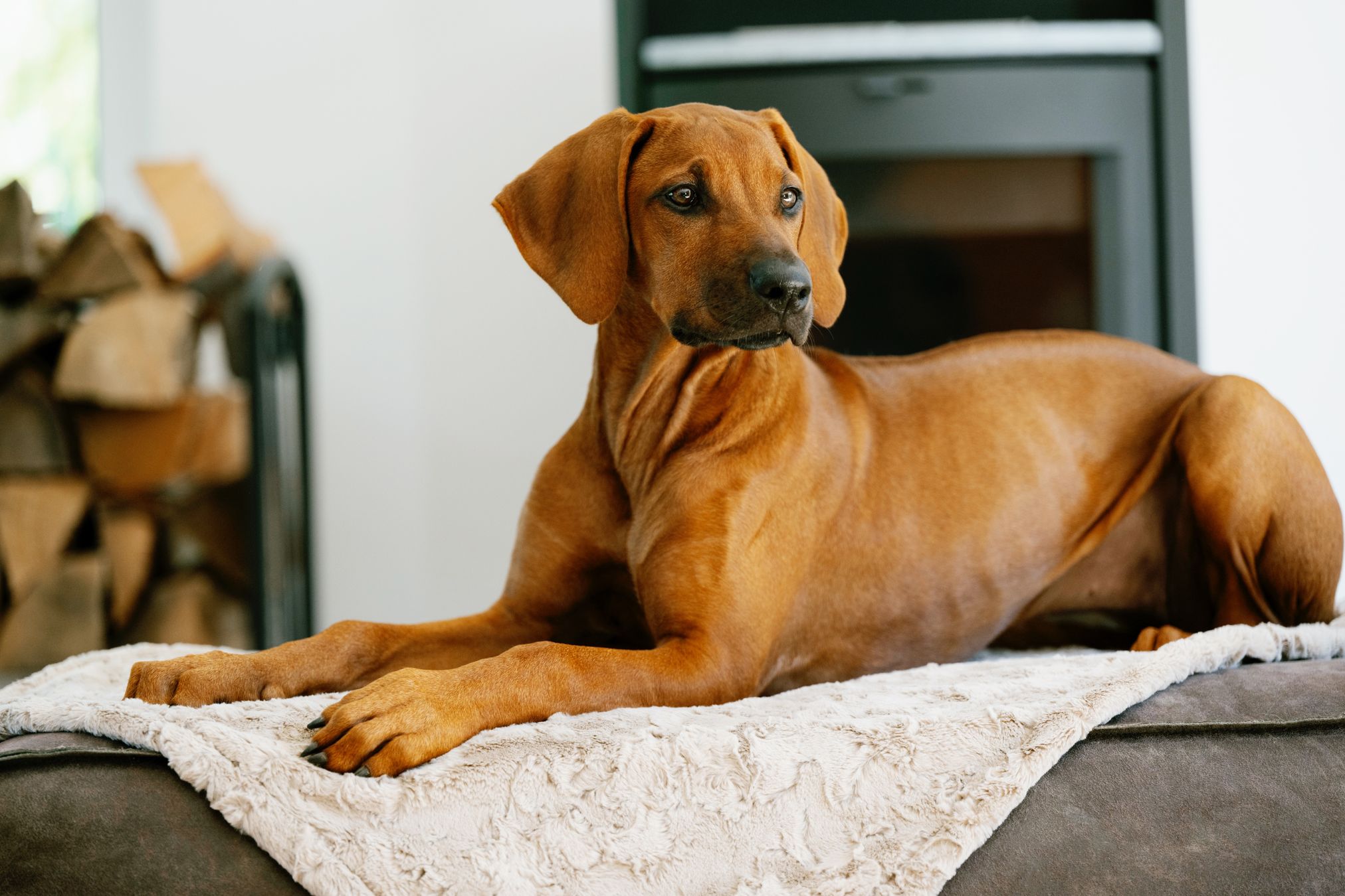 Rhodesian Ridgeback Hund auf cremefarbener Decke vor Kamin, entspannt liegend.