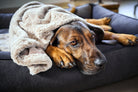 Hund in grauem Hundebett mit beiger Decke, gemütlich liegend, Haustierkomfort, Entspannung.