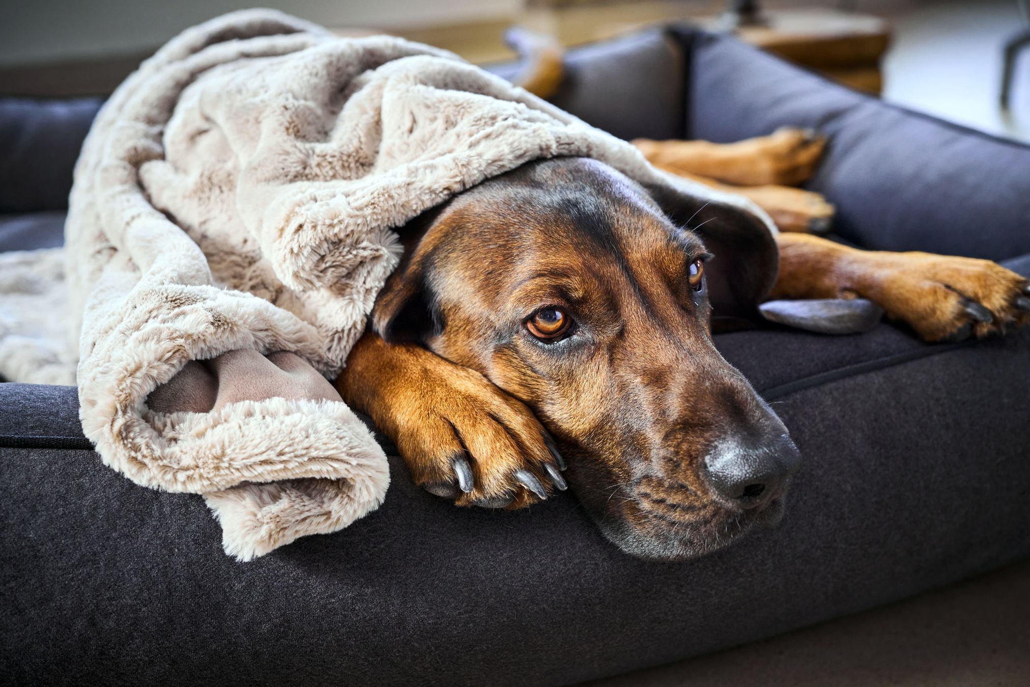 Hund in grauem Hundebett mit beiger Decke, gemütlich liegend, Haustierkomfort, Entspannung.