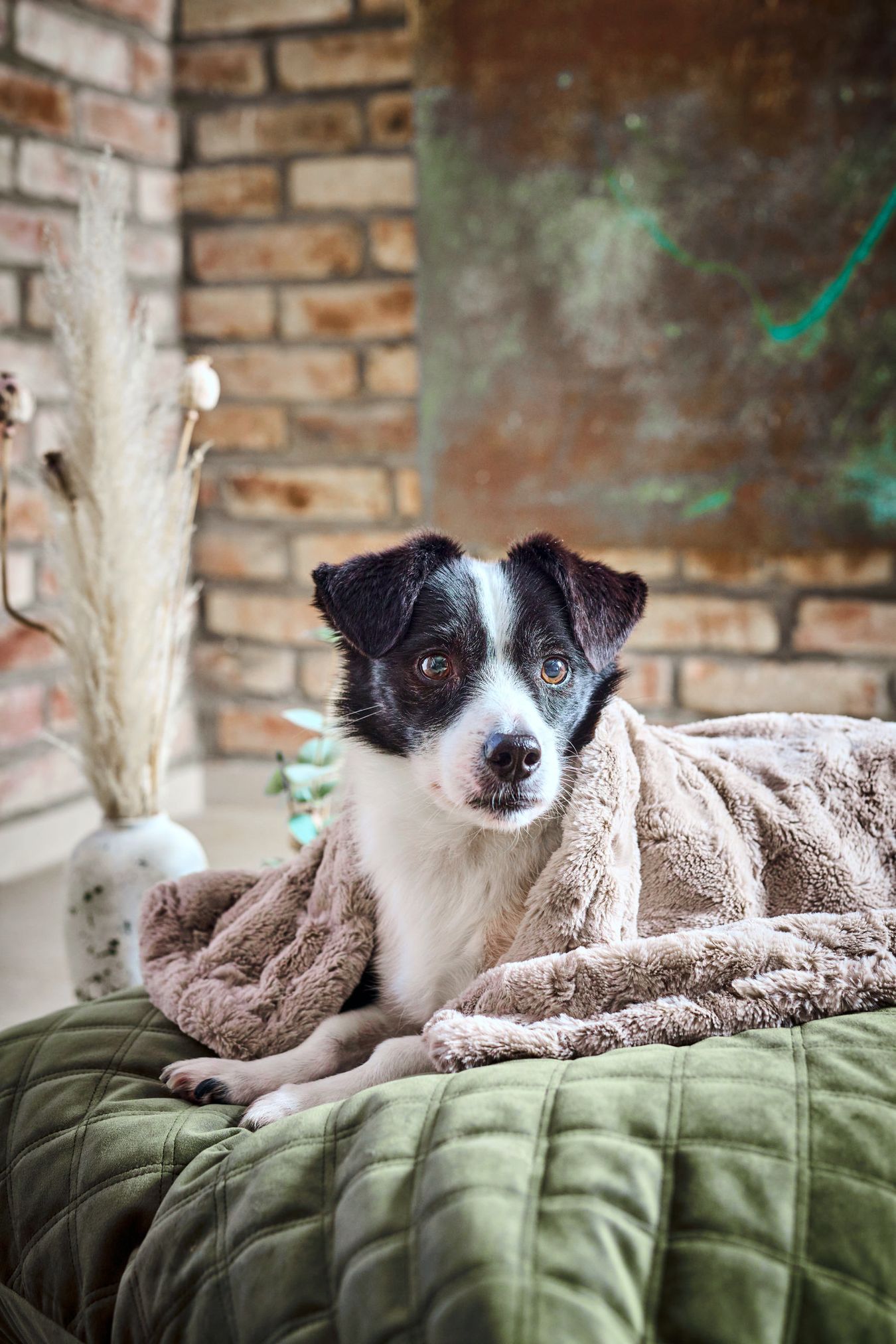 Hund auf grünem Kissen mit brauner Decke, Ziegelwand im Hintergrund, gemütliches Wohnzimmer.