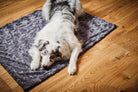 Hund auf grauem Plüschteppich, Holzboden, gemütlich, Haustier, Entspannung, Innenraum.
