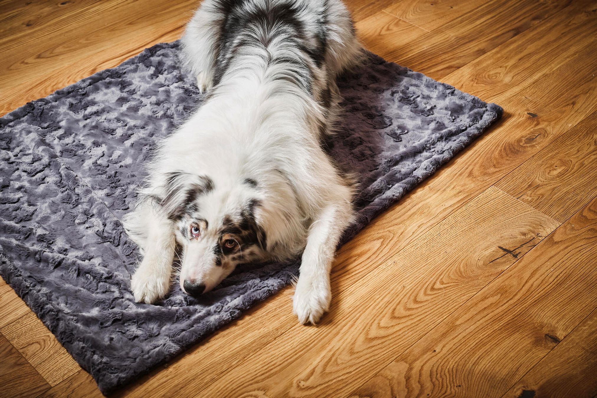Hund auf grauem Plüschteppich, Holzboden, gemütlich, Haustier, Entspannung, Innenraum.