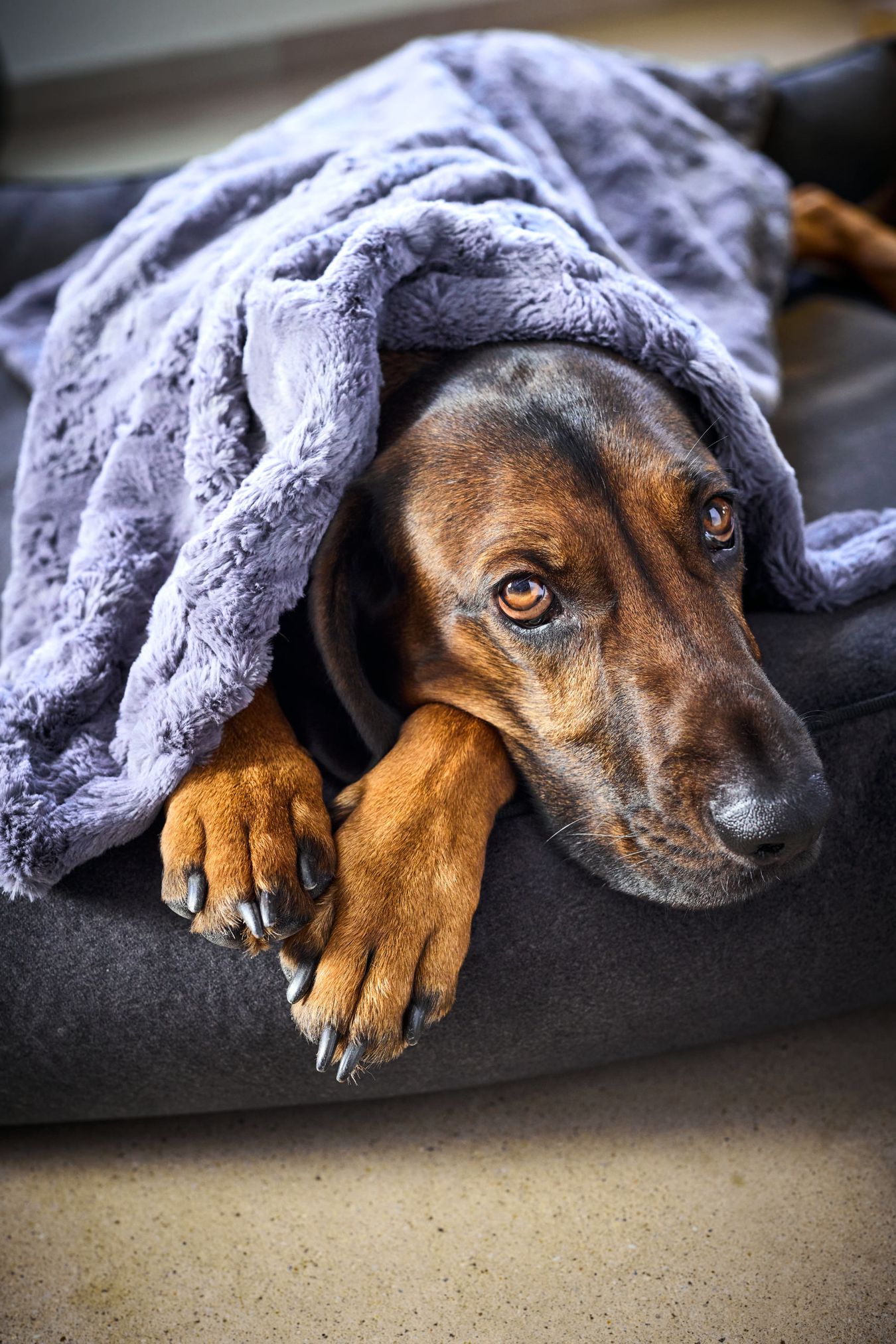 Hund unter grauer Decke auf schwarzem Hundebett, gemütlich, Haustier, Entspannung, Innenraum.