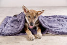 Hund unter lila Plüschdecke auf Betonboden, Haustier, gemütlich, Entspannung, Innenraum.