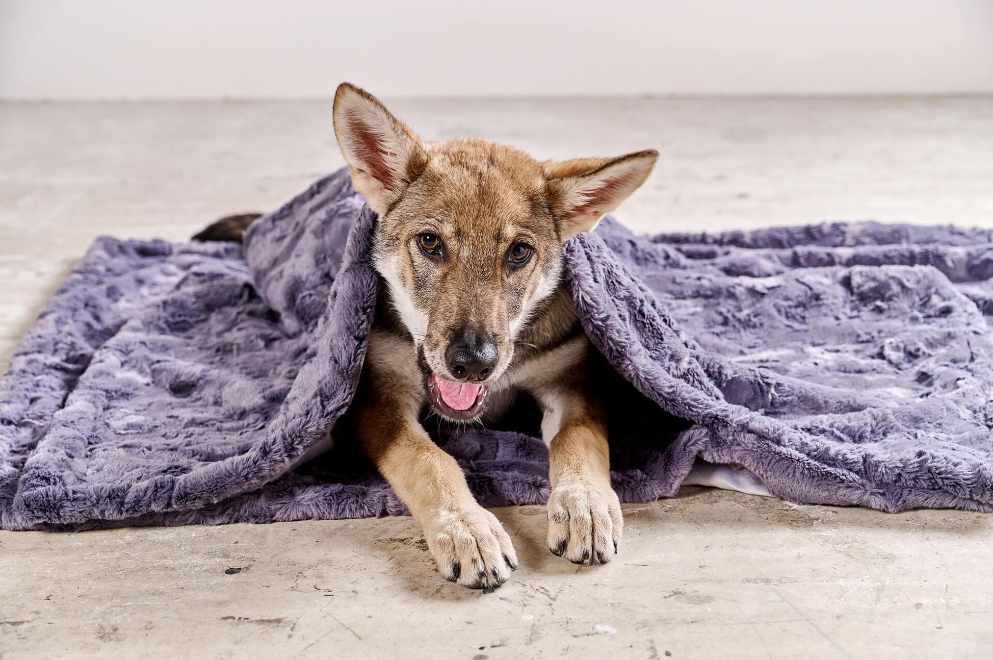 Hund unter lila Plüschdecke auf Betonboden, Haustier, gemütlich, Entspannung, Innenraum.