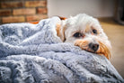 Kleiner Hund in grauer Kuscheldecke, gemütlich, Haustier, flauschig, Entspannung, Zuhause.