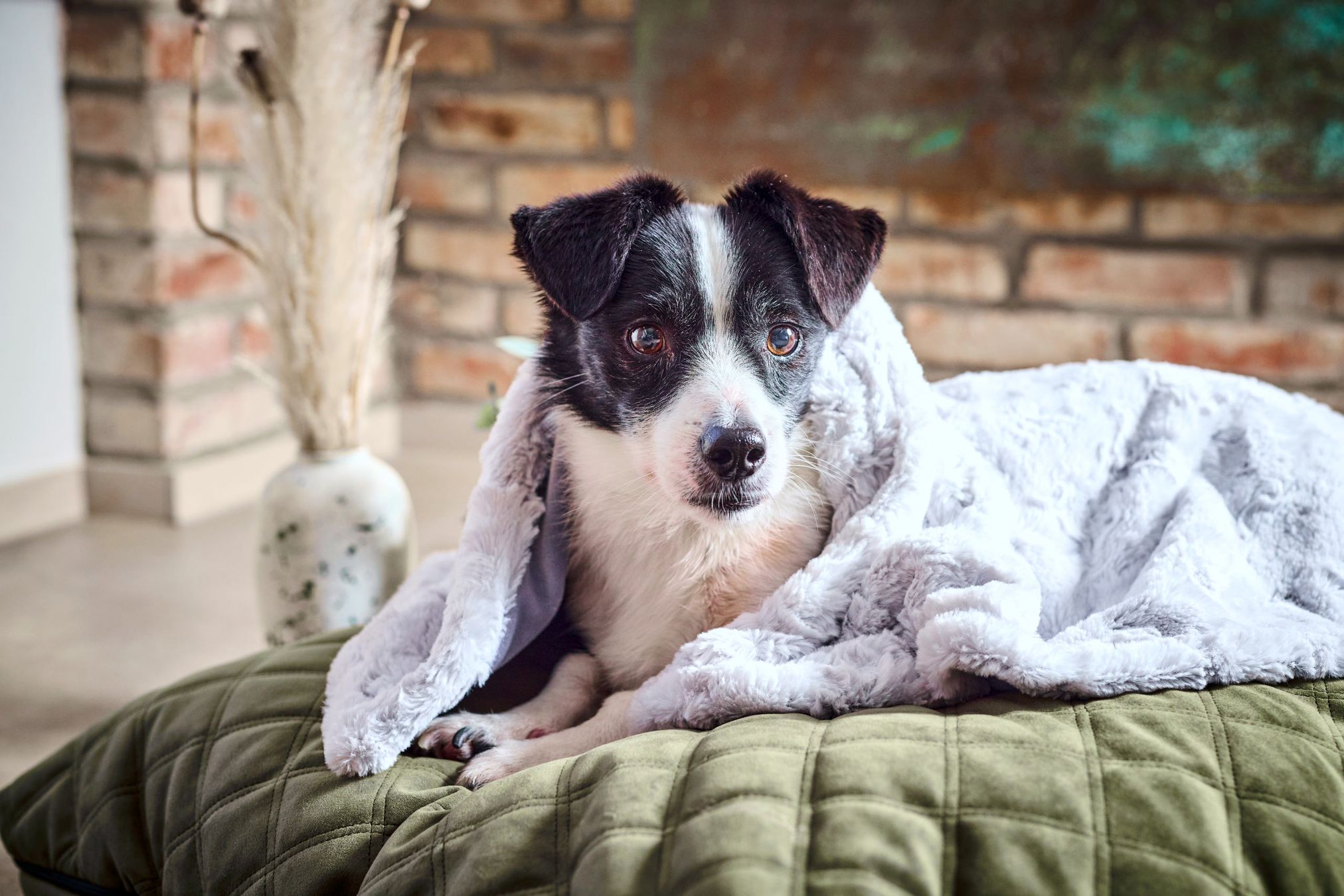 Hund unter weißer Decke auf grünem Kissen, gemütliches Wohnzimmer, Ziegelwand im Hintergrund.