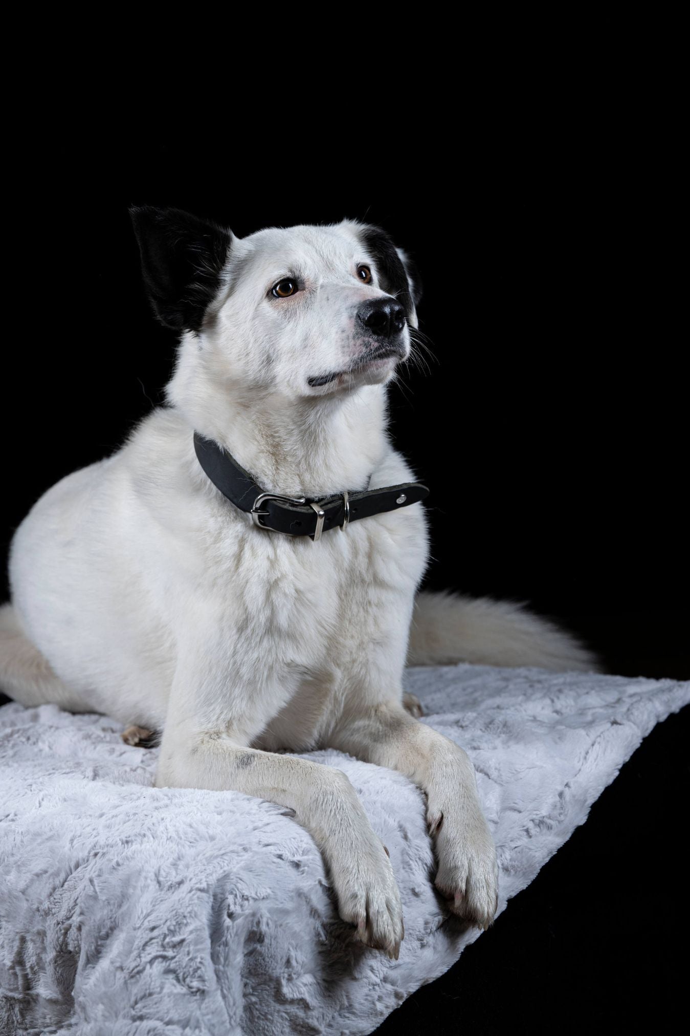 Weißer Hund mit schwarzem Halsband auf grauer Decke vor schwarzem Hintergrund.