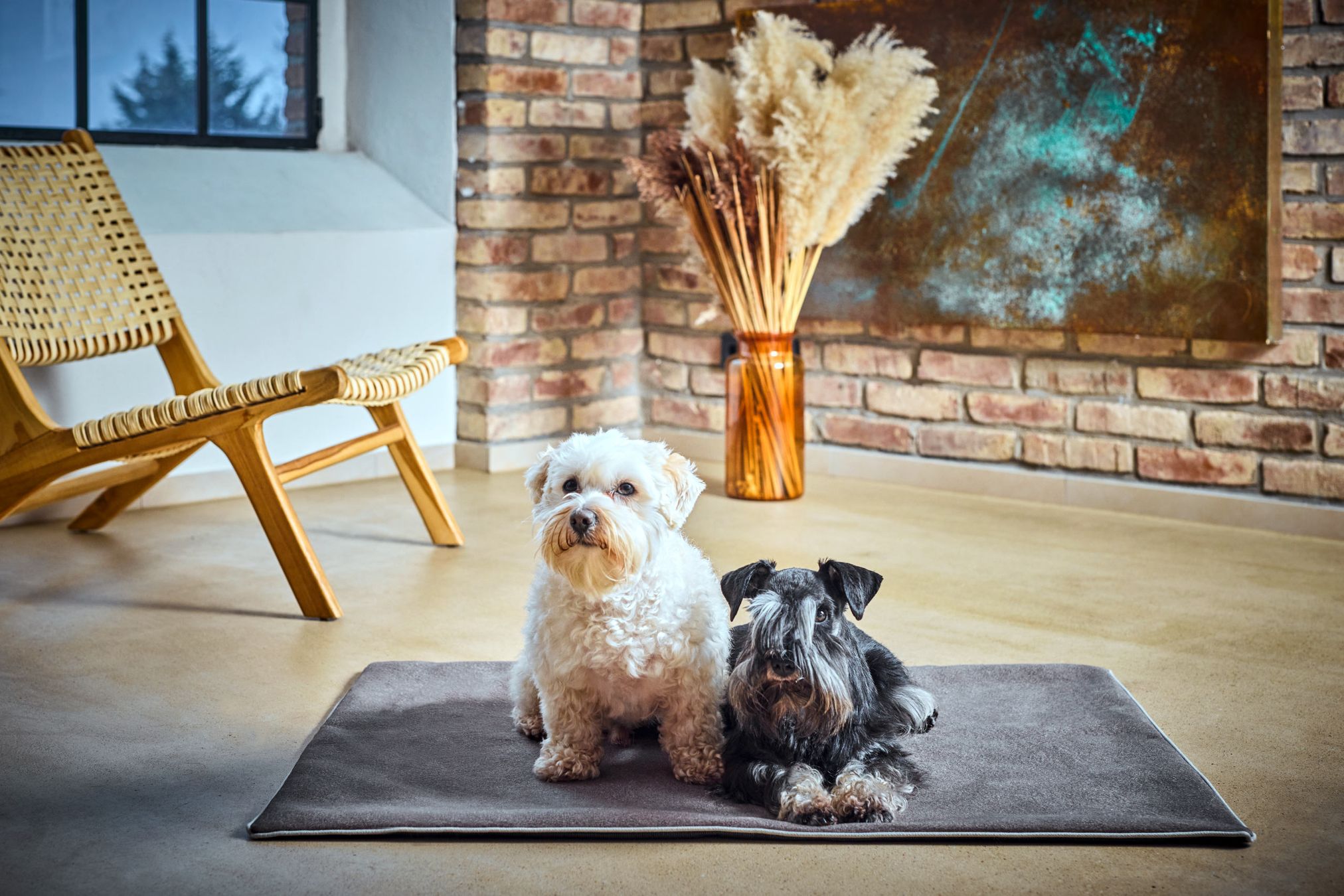 Zwei Hunde auf grauem Teppich vor Backsteinwand, neben Holzstuhl und Trockenblumen.