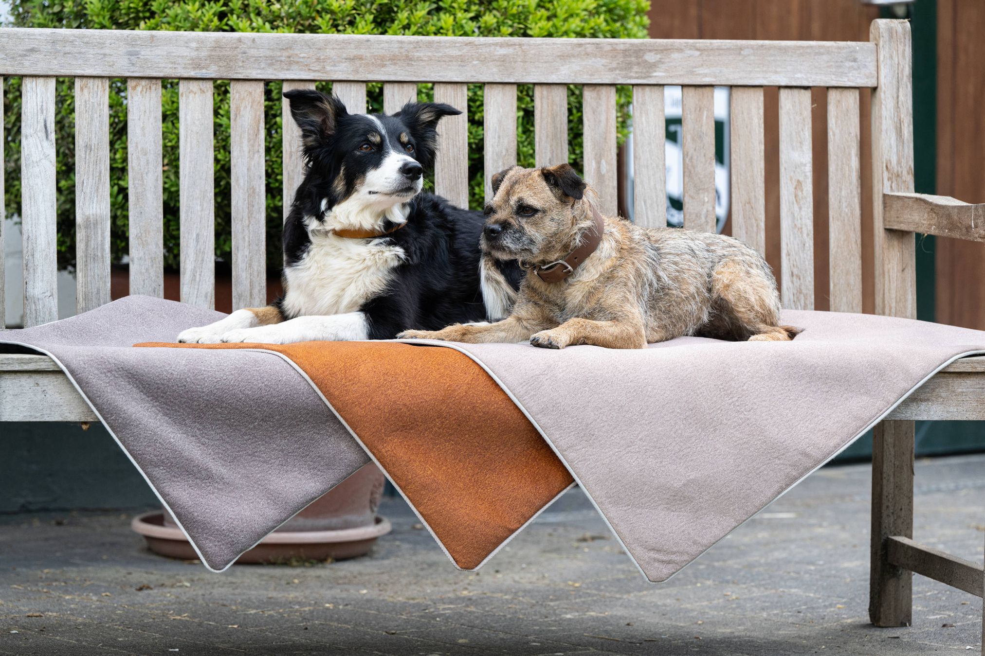 Zwei Hunde auf einer Holzbank mit dreifarbiger Hundedecke aus Filz in Beige, Orange und Braun.