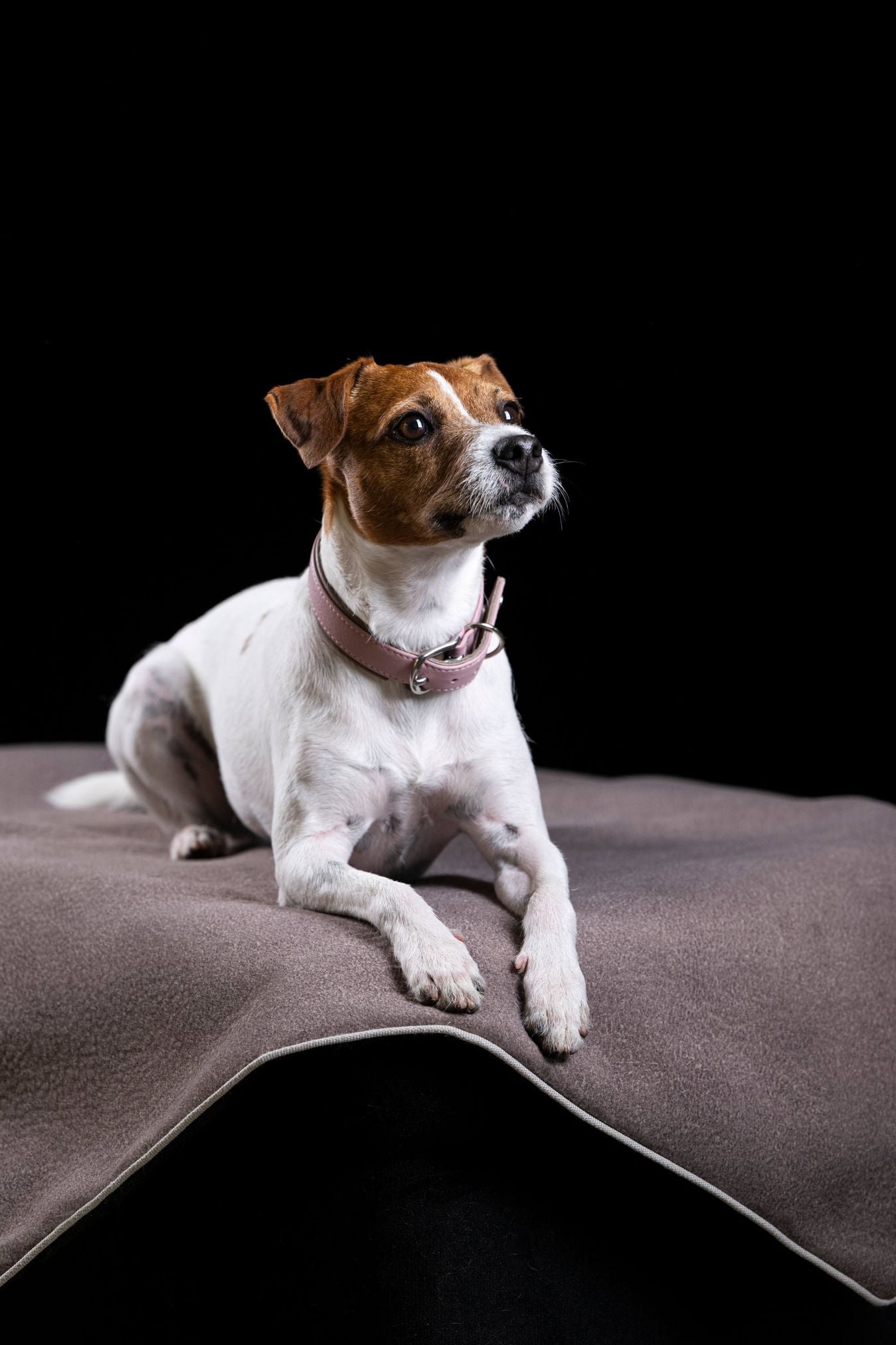 Jack Russell Terrier auf grauer Decke, schwarzer Hintergrund, rosa Halsband, Haustierfotografie.