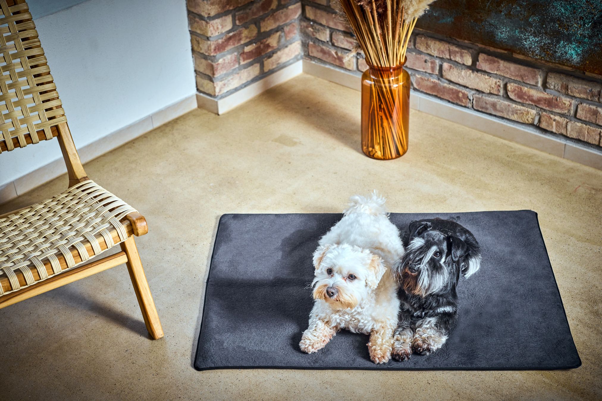 Zwei Hunde auf grauem Teppich in modernem Wohnzimmer mit Holzstuhl und Ziegelwand.