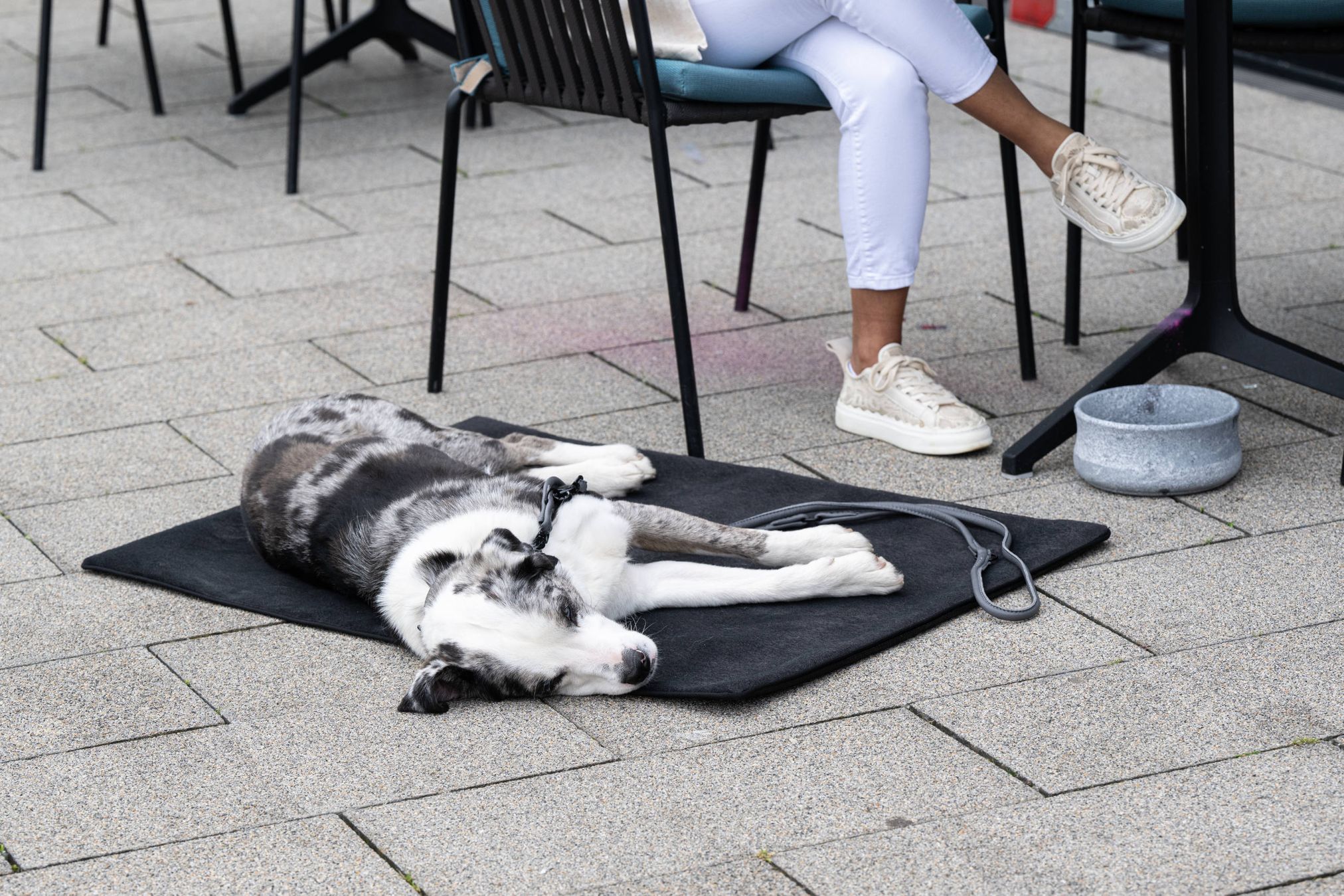 Hund auf schwarzer Hundematte neben Tisch, grauer Napf, Person in weißen Hosen und Sneakers.