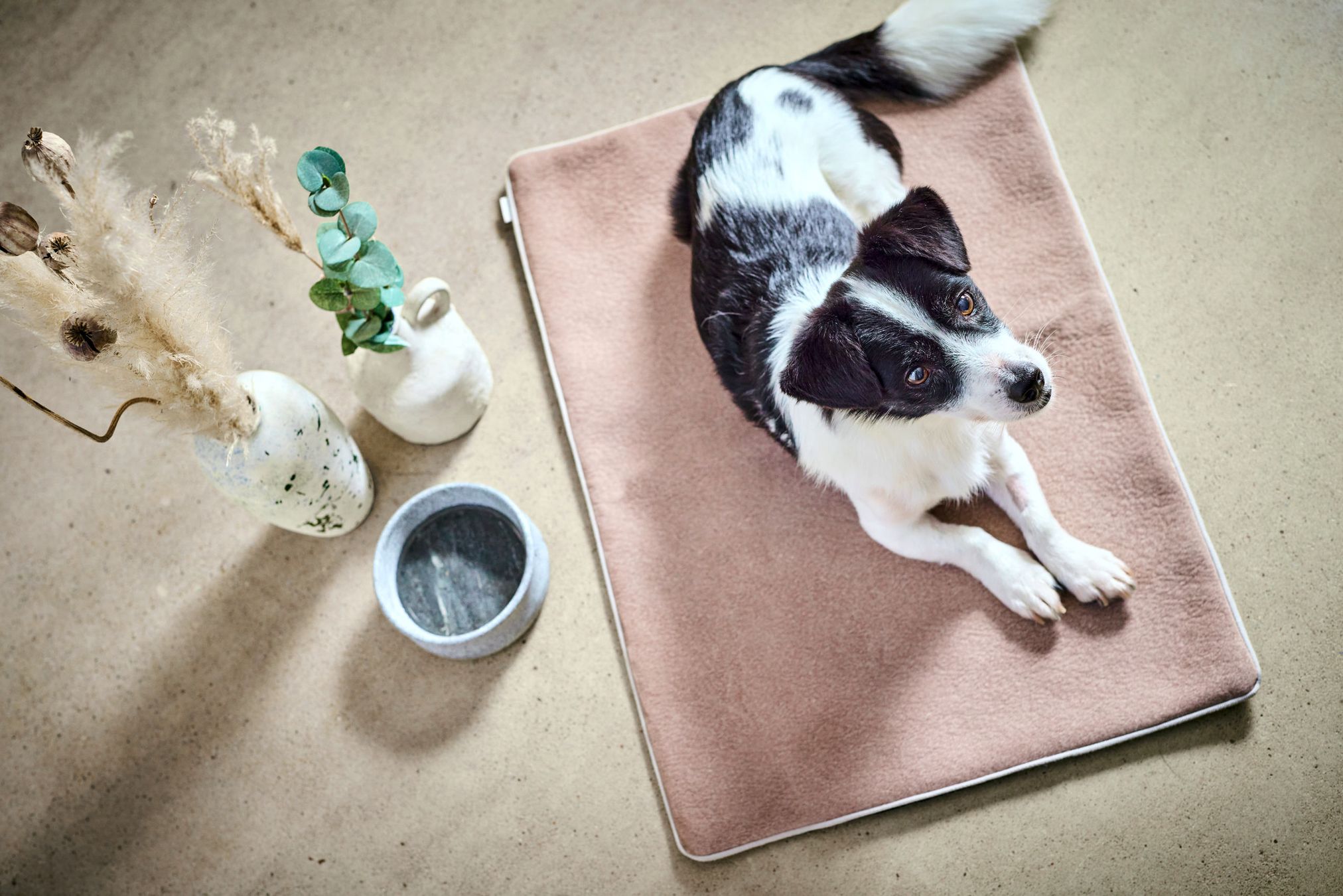 Hund auf braunem Hundebett neben Vasen und Wassernapf, gemütliches Haustier-Setup.