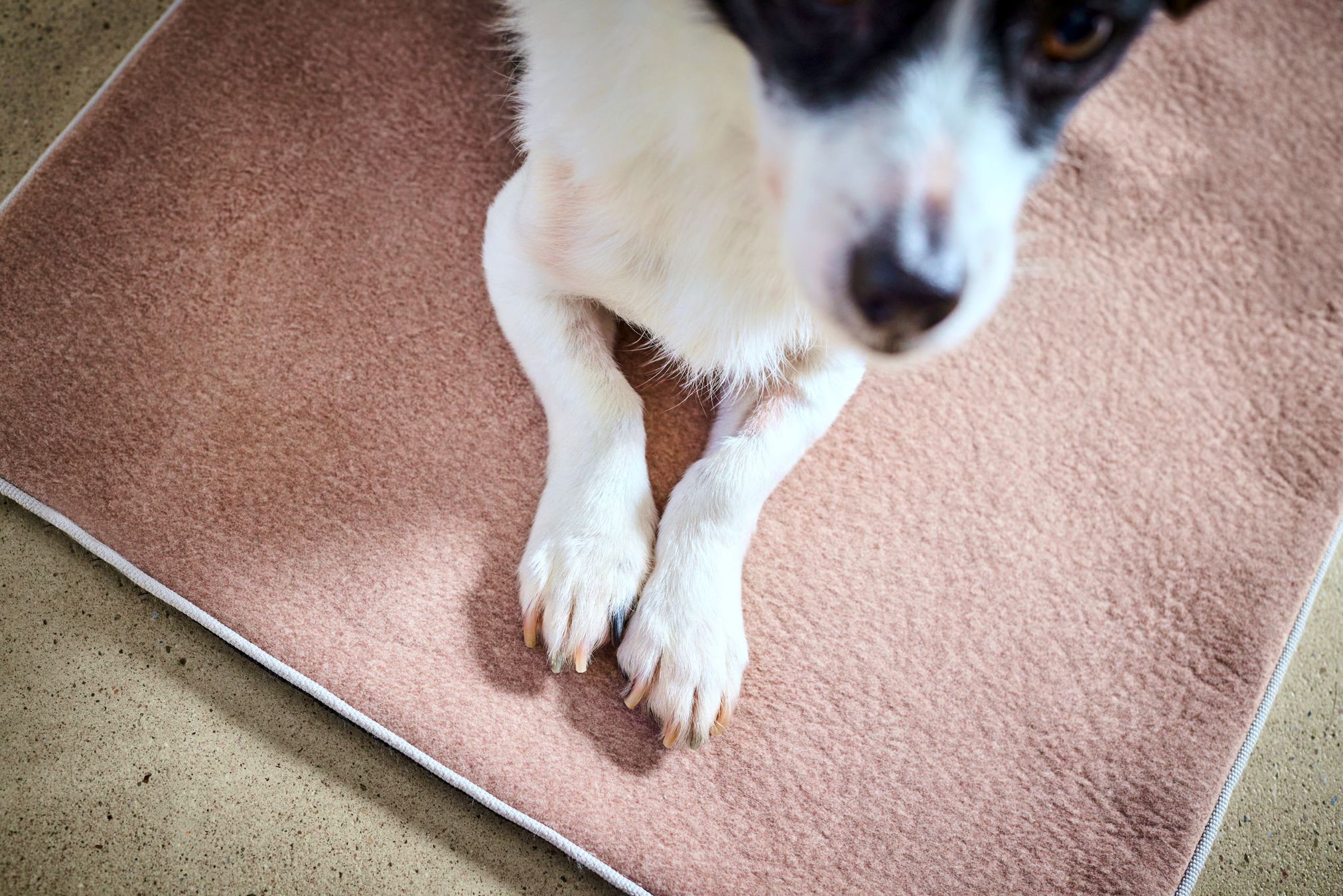 Hund auf rosa Hundedecke, weiches Material, gemütlich, Haustierbedarf, Innenbereich.