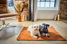 Zwei Hunde auf orangefarbener Hundedecke in modernem Wohnzimmer mit Backsteinwand.
