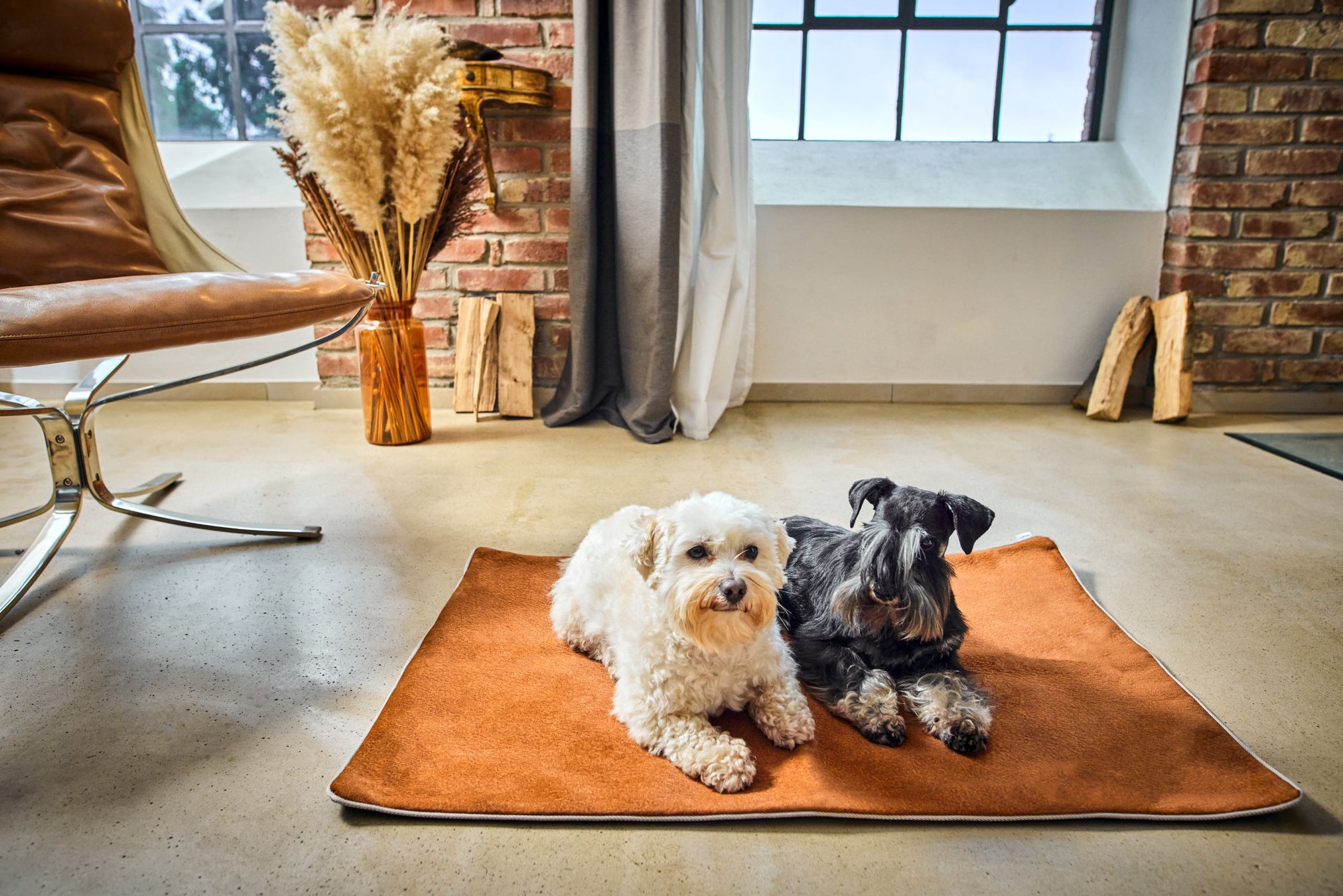 Zwei Hunde auf orangefarbener Hundedecke in modernem Wohnzimmer mit Backsteinwand.