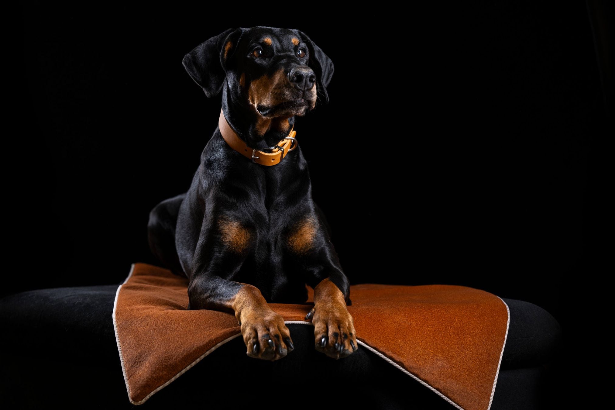 Dobermann auf brauner Hundedecke, schwarzer Hintergrund, elegantes Lederhalsband.