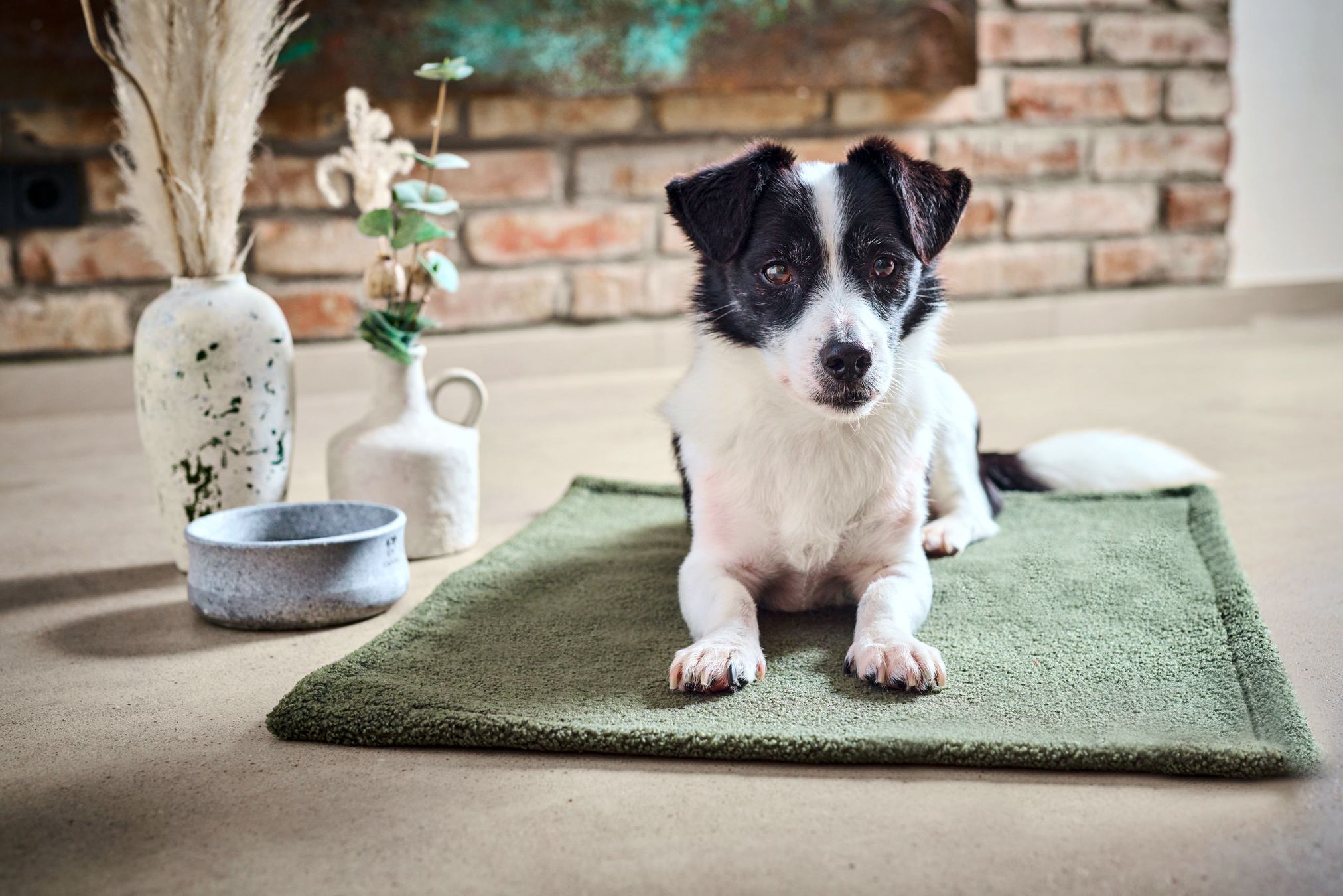 Hund auf grünem Teppich vor Ziegelwand, neben Keramikvasen und Futternapf.