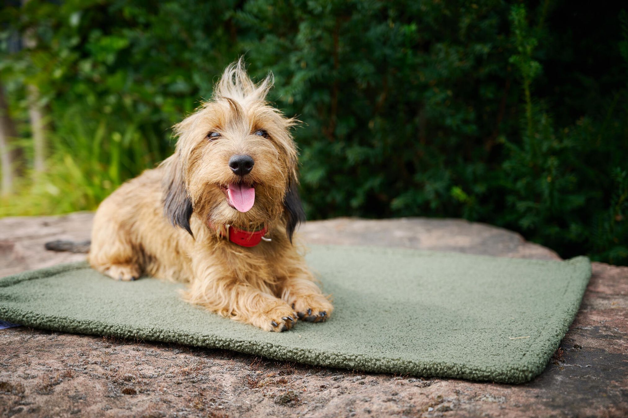 Dackel mit rotem Halsband auf grünem Teppich im Freien, Hund, Haustier, Natur, Entspannung.