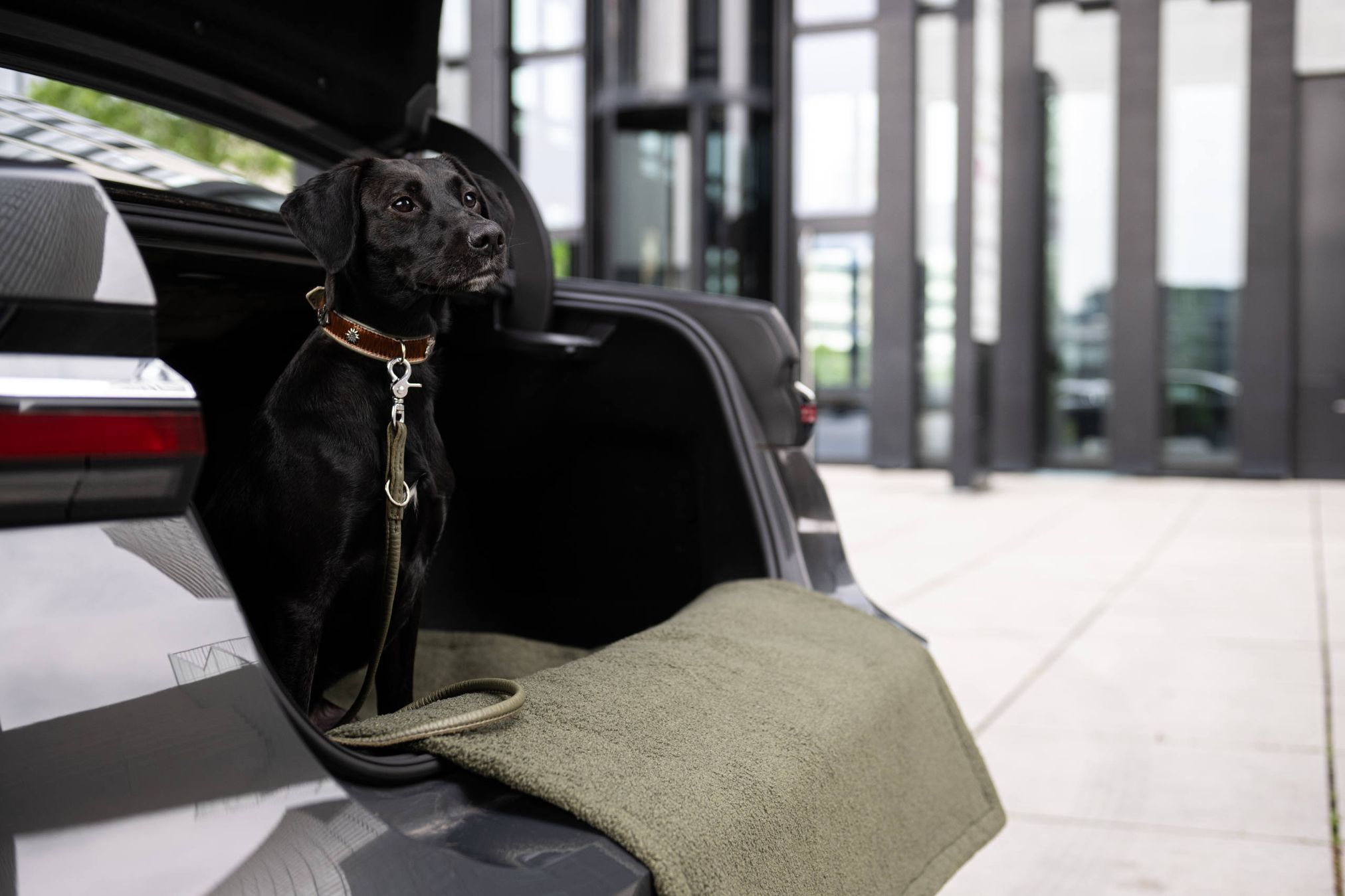 Schwarzer Hund im Auto-Kofferraum auf grünem Teppich, Hundehalsband, modernes Gebäude im Hintergrund.