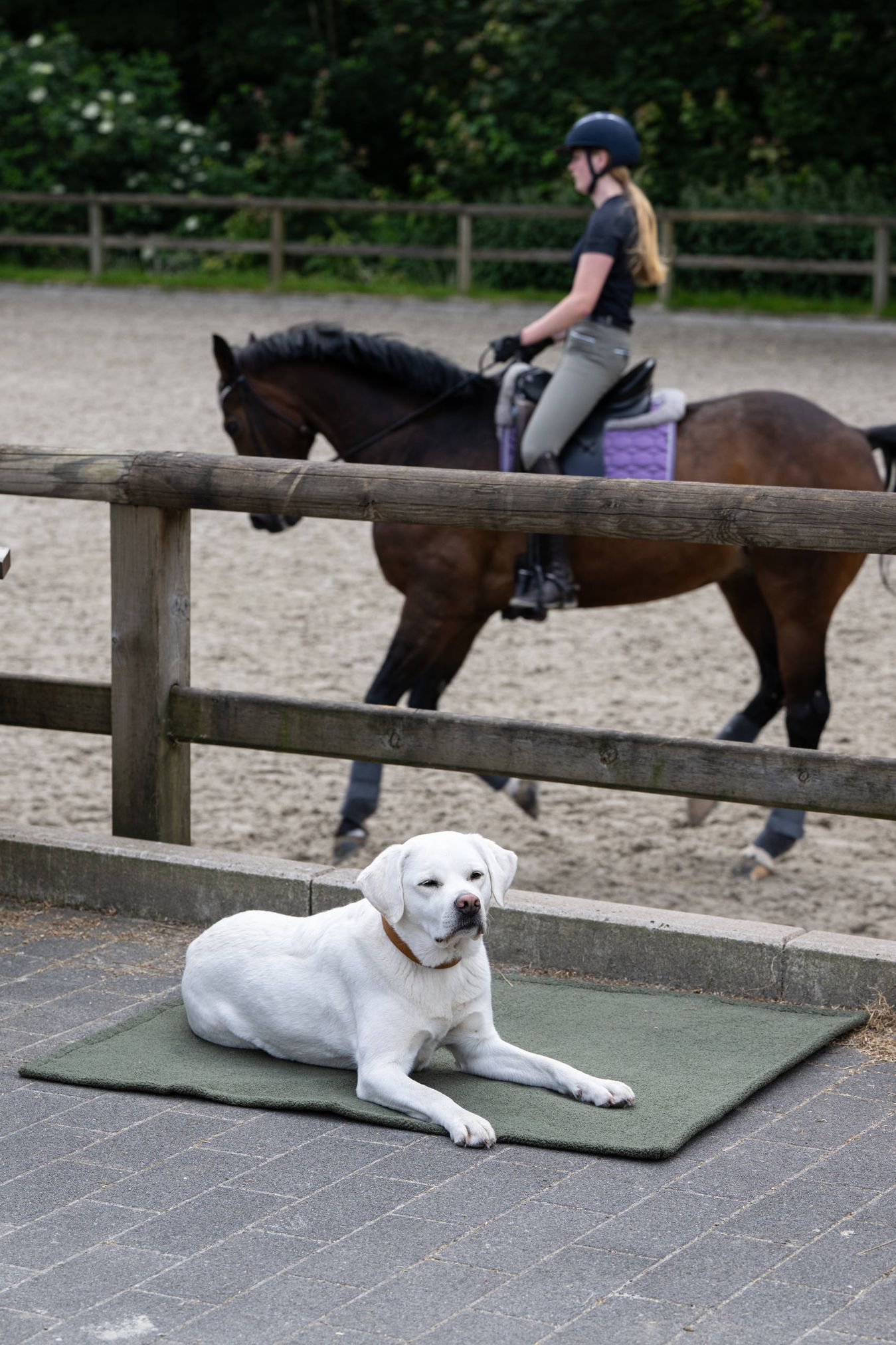 Weißer Hund auf grünem Teppich, Reiterin auf braunem Pferd im Hintergrund, Reitplatz, Holzzaun.