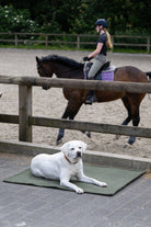 Weißer Hund auf grünem Teppich, Reiterin auf braunem Pferd im Hintergrund, Reitplatz, Holzzaun.