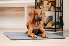Rhodesian Ridgeback Welpe auf grauem Teppich vor Kamin mit Holzstapel im Hintergrund.